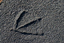 Footprint of Giant Petrel (Macronectes giganteus) in sand, Macquarie Island, Southern Pacific, Australian Antarctica.