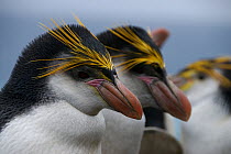 Two Royal Penguins (Eudyptes schlegeli) portrait, Macquarie Island, Southern Atlantic, Australian Antarctica, November