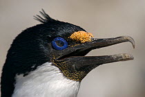 Blue eyed / Imperial shag / cormorant (Phalacrocorax atriceps) portrait, Macquarie Island, Southern Atlantic, Australian Antarctica, December