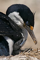 Blue Eyed / Imperial shag / cormorant (Phalacrocorax atriceps) with young chick on nest, Macquarie Island, Southern Atlantic, Australian Antarctica, December