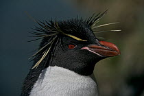 Rockhopper penguin (Eudyptes chrysocome) portrait, Macquarie Island, Southern Atlantic, Australian Antarctica, December