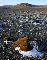 Coastal landscape in winter, Macquarie Island, Southern Atlantic, Australian Antarctica, June 2010