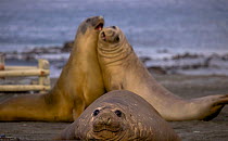 Southern elephant seals (Mirounga leonina) on beach, Macquarie Island, Southern Atlantic, Australian Antarctica, June
