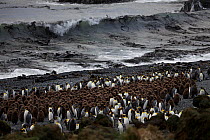 King penguin (Aptenodytes patagonica) adults surrounding creche of chicks on beach,  Macquarie Island, Southern Atlantic, Australian Antarctica, July