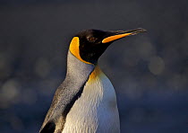 King penguin (Aptenodytes patagonica) portrait, Macquarie Island, Southern Atlantic, Australian Antarctica, July