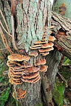 Alder Bracket fungi (Inonotus radiatus) on common Alder (Alnus glutisona) Norfolk, UK, October