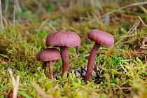 Amethyst Deceiver fungi (Laccaria amethystina) Norfolk, UK, September