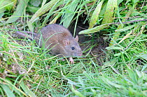 Brown Rat (Rattus norvegicus) juvenile beside burrow, UK, November