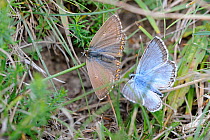 Chalkhill blue butterflies (Polyommatus coridon) male and female in courtship behaviour, Norfolk, UK, August