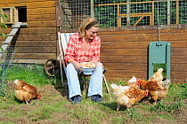 Woman with basket of eggs, looking at her rescued ex-battery hens (Gallus gallus domesticus) Norfolk, UK, September