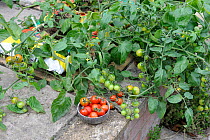 Patio Tomatoes (Solanum lycopersicum) in growbags, 'Sweet Olive', Norfolk, UK, August