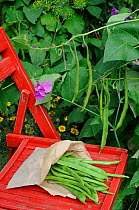 Runner beans, ( Phaseolus coccineus) 'Polestar' variety, freshly picked in brown paper bag on red chair, Norfolk, UK, August