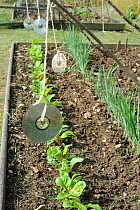 Pest protection, Using CD's to scare off birds from Swiss Chard, Norfolk, UK, July