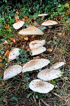 Parasol Mushroom (Macrolepiota procera) growing on roadside verge, Norfolk, UK, August