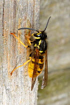Common wasp (Vespula vulgaris) collecting nest material from wooden fence, Norfolk, UK, October