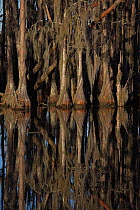 Bald cypress trees (Taxodium distichum) showing reflection in Louisiana swamp. Louisiana, USA, Jan 2000