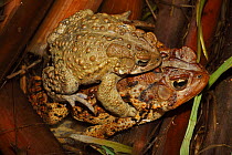 American toad (Bufo americanus) or "Hop toad" pair in amplexus, the male (top) clasping the female. New York, USA, Jan 2000
