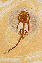 Fossil Ray (Heliobatis sp) from the Eocene Epoch. Green River Formation, Wyoming. Specimen credit: GeoDecor
