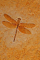 Fossil Dragonfly (Cordulagomphus fenestratus) from the Lower Cretaceous Period, 125 million years old. Araripe basin, Brazil