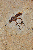 Fossil Fly (species unknown) from the Early Cretaceous Period. Santana Formation, Brazil