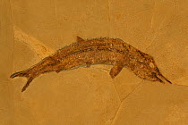 Fossil fish (Aspidorhynchus sp) from the Jurassic Period. Solnhofen, Germany