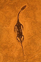 Fossil Keichousaurus (Keichousaurus hui, family Pachypluerosauridae), a lizard-like marine reptile from the Triassic Period. China