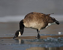 Canada Goose (Branta canadensis) standing on a frozen lake. New York, USA, March 2009