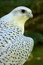 Adult Gyrfalcon (Falco rusticolus) captive, Wyoming, USA, July