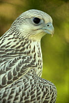 Juvenile Gyrfalcon (Falco rusticolus) captive, Wyoming, USA, July