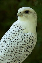 Adult Gyrfalcon (Falco rusticolus) captive, Wyoming, USA, July