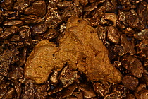 Gold nuggets (Au) from Colorado, USA