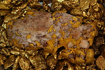 Native gold (Au) with quartz and gold nuggets (specimens arranged for photograph), Colorado, USA