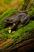 Green frog (Rana clamitans) on mossy log. New York, USA, October