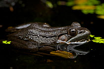 Green Frog (Rana clamitans) in water. New York, USA, October