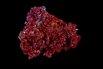 Vanadinite (Pb5(VO4)3Cl, Lead Chlorovanadate), one of the main ores of vanadium and a minor ore of lead. Mibladen, Morrocco