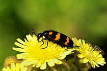 A very toxic Blister beetle (Mylabris variabilis) with warning colouration, feeding on Hawkweed (Hieracium sp) flower, Port Cros Island National Park, Hyeres archipelago, France, May.