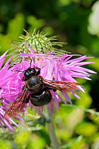 Male Violet carpenter bee (Xylocopa violacea) with tatty wings feeding on Scotch / Cotton thistle (Onopordum acanthium), Port Cros Island National Park, Hyeres archipelago, France, May.