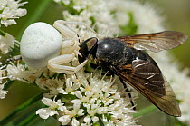White form of Goldenrod crab spider (Misumenia vatia) camouflaged on Wild Angelica (Angelica sylvestris) flowers sinking fangs into the head of a large Horse fly (Dasyrhamphis anthracinus). Corsica, F...