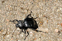 Large Darkling beetle with spiky thorax (Akis bacarozzo), running on streamside river gravel. Corsica, France, June.