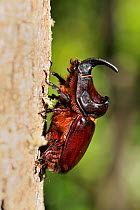 Male European Rhinoceros beetle (Oryctes nasicornis) on tree trunk. Corsica, France, May.