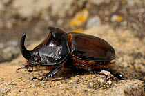 Male European Rhinoceros beetle (Oryctes nasicornis). Corsica, France, May.