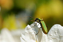 False blister beetle (Chrysanthia viridissima) grooming its front leg while standing on Rock rose (Cistus sp) petal, Port Cros Island National Park, Hyeres archipelago, France, May.