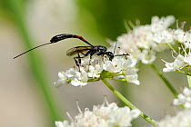 Female Gasteruptiid wasp (Gasteruption sp) with long needle-like ovipositor, a nest parasite of solitary bees and waps, nectar feeding on Wild Angelica (Angelica sylvestris) umbel flowers. Corsica, Fr...