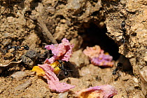 European harvester ants (Messor sp) bringing Rock rose (Cistus sp) flower petals back to their nest. Corsica, France, May.