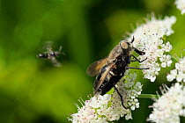 Large black Horse fly (Dasyrhamphis anthracinus) female feeding on Angelica (Angelica sylvestris) umbel flowerhead as a small solitary bee flies past. Corsica, France, June.