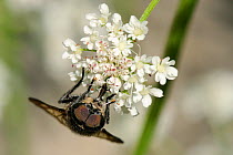 Large black Horse fly (Dasyrhamphis anthracinus) head on view, feeding on Wild angelica (Angelica sylvestris) umbel flowerhead. Corsica, France, June.