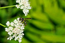 Male wasp-mimicking Hoverfly (Ceriana vespiformis) feeding on Wild angelica (Angelica sylvestris) umbel flowers. Corsica, France, June.