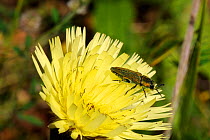 Jewel beetle (Anthaxia hungarica) on Hawkweed (Hieracium sp) flower, Corsica, France, May.