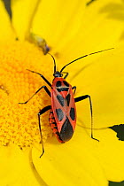 Jumping tree bug / Capsid bug (Calocoris nemoralis), in one of its many colour forms, foraging on Crown daisy (Chrysanthemum coronarium), Corsica, France, May.