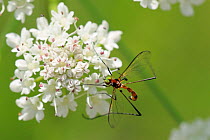 Net-winged midge (Apistomyia elegans), a rare, specialist insect of clear-water mountain streams, feeding on streamside Wild angelica (Angelica sylvestris) umbel flowers. Corsica, France, June.